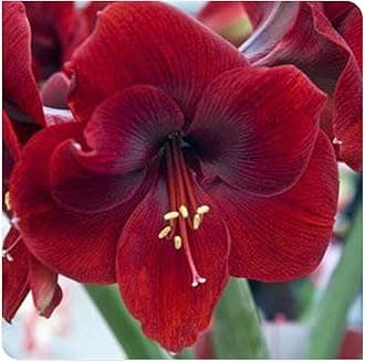 Amaryllis for Planting Now UK Perennial Good for Containers Excellent Display Plant Bulbs Ornamental Greening Flower Natural Organic Easy Plant Perennial -5bulbs-B