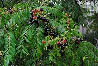 - M-Technologies Rare Curry Leaf Murraya koenigii Live Plant