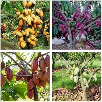 - Rare Chocolate Theobroma Cacao Cocoa Plant Tropical Fruit 4 Live Plant (1 Plant Each) Healthy PLant Combo