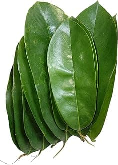 JA Products Soursop Leaves/Mulseetha Leaves/Graviola Leaves (100 Leaves)