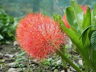 Football Lily Flower Bulbs Large Size for Home Garden Pack of 2 Bulbs By Zabbus