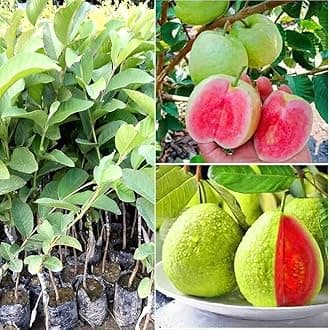 Red diamond guava grafted plant, grafted plant for red diamond guava (pack of 1)