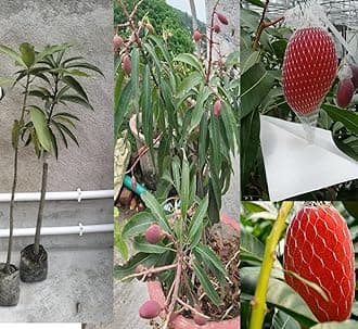 Combo 2 Japanese Miyazaki Mango Plant Original ((Plant height 1.5-2.5 Feet) Fruit After 2.5-3 Years) Type Taiyo No Tamago Eggs Of Sun Fresh Exotic Grafted Mango Tree For Your Home Garden