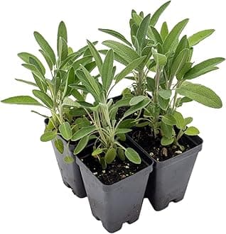 4 Common Sage | Live Plants in 2.5-inch Nursery Cubes | Salvia officinalis Variety | Drought-Tolerant Evergreen | Fragrant, Flavorful and Aromatic Herb for Home, Garden, and Kitchen