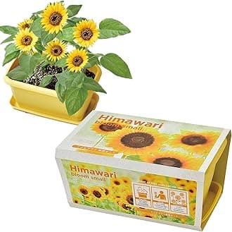 Seishin Pottery GD-93201 Year-Round Home Garden Easy Cultivation Kit, Loose Growing, Mini Sunflower, Flower Cultivation Set (Free Research), Pot Approx. 9.4 x 5.9 inches (24 x 15 cm), Mother's Day,
