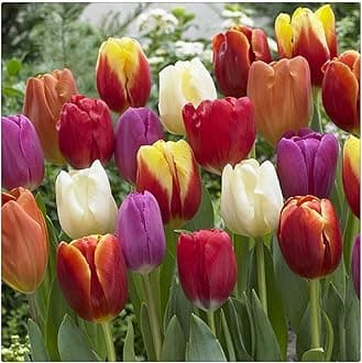 Garden (Tulip for Planting) Indoor or Outdoor Surprise to Grow Pots to Grow Tulip for Fall Planting Simple to Grow Fall or Spring-25 Bulb-Z