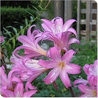 Amaryllis for Planting Now UK Perennial Good for Containers Excellent Display Plant Bulbs Ornamental Greening Flower Natural Organic Easy Plant Perennial -3bulbs-C