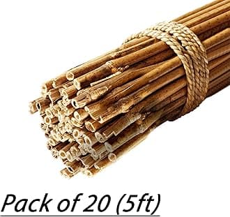 MUSAN Large 2FT 3FT 4FT 5FT 6FT Natural Garden Bamboo Canes - Heavy Duty Strong Plant Support Poles Thick Sticks - Indoor & Outdoor Plants Stakes Wooden Screening Wood Trellis (20, 5FT (8-10mm))