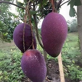 Hybrid Mango Fruit Plant (Nam Doc Mai Purple, Grafted Hybrid) Exotic 1 Live Fruit Plant