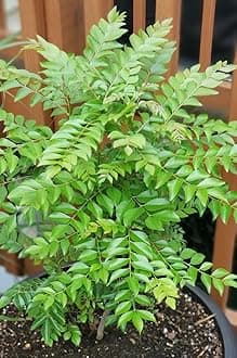 GreenWorld Special Healthy & Rare Kari Patta/Curry Leaf(Air Layered) Hybrid Live Plant Original Variety,''Pack Of 1 ''