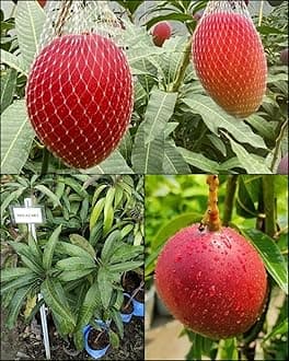 Miyazaki Mango Plant Original Variety, Combo Pack of 2 Live Tree - Grafted Japanese Live Fruit Tree Height 3-4 feet