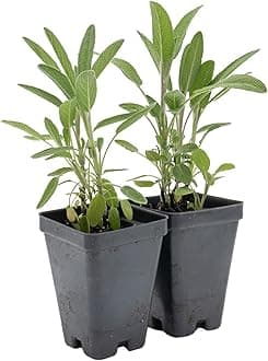 2 Common Sage | Live Plants in 2.5-inch Nursery Cubes | Salvia officinalis Variety | Drought-Tolerant Evergreen | Fragrant, Flavorful and Aromatic Herb for Home, Garden, and Kitchen