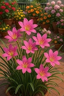 Plantogalley Rain Lily All Season Flower Bulbs (Pink Rain Lily 8 + 2 Free)
