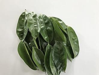 Natural Graviola Soursop Guanabana shadow Dried 500Leaves pack.