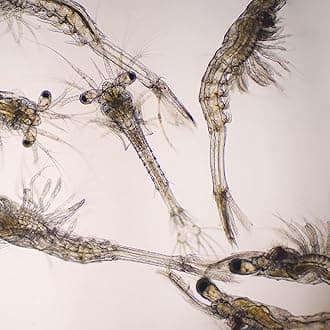 Aquacadabra Live Mysis Food for Tropical Fish 200ml Pack x 6 Bags of Live Fish Food