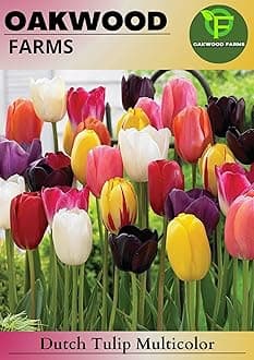 Oakwood Farms� Imported Dutch Tulip MIx Color Flower Bulbs For Gardening (Pack Of 3 Bulbs)