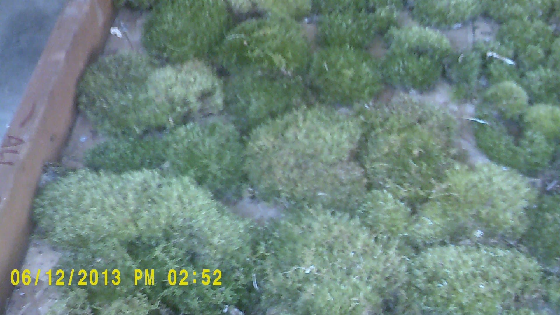 Live Cushion Moss - Medium Size Plants for Terrarium