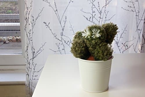 Echinopsis pom pom cactus - home succulent