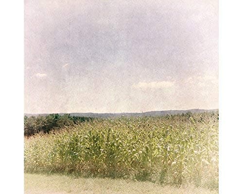 Cornfield Rural Landscape Photography