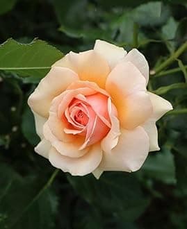 Gebdinsh Garden® Imported Rose Light Peach Color Flower Seeds For Gardening | Pack Of 50 to 60 Seeds