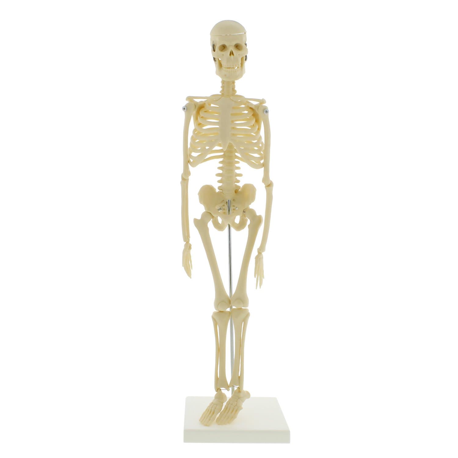 MonMed Mini Skeleton - Human Skeleton Model for Anatomy Anatomical Skeleton Human Skeleton Anatomy Skeleton Model 17in