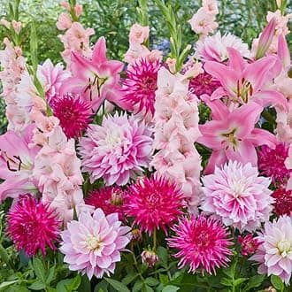 All-in-One Flower Bulb Garden Kit - Cotton Candy Punch Mix - 24 Flower Bulbs per Box - Dahlias, Gladiolus, Lilies - Fragrant - Naturalizing - Live Outdoor Potluck Planting - Easy to Plant Flowers