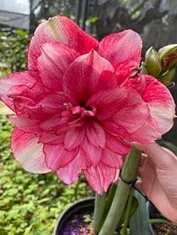 SVG® Imported Double Amaryllis Lily Flower Bulbs for Planting and Gardening, Pack Of 2 Bulbs (Bombshell Red)