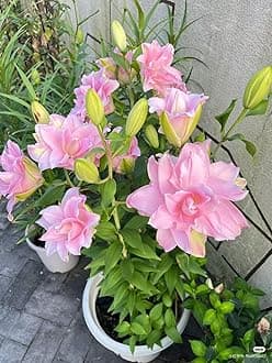 SVG® Double Oriental Lily Flower Bulbs for Home and Gardening, pack of 1 Bulbs (SHADED PINK)